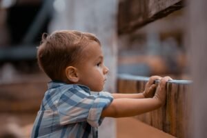 Boy looking closely though the split panels of a wooden fence