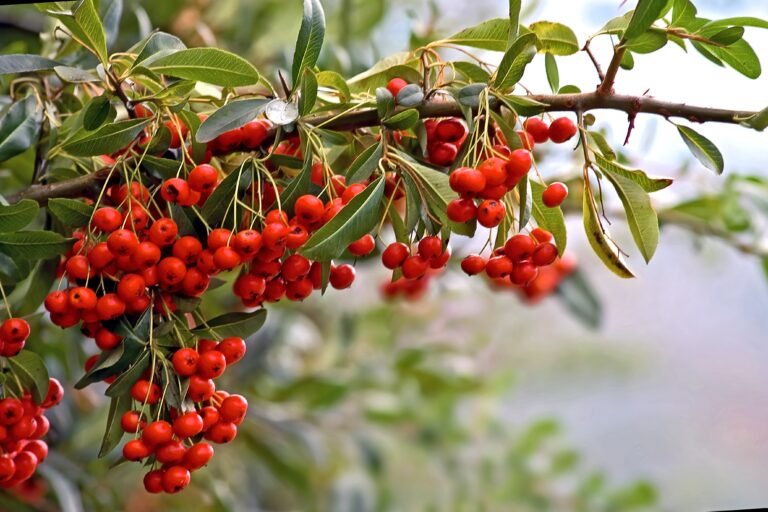 image of red berries growing on a tree branch