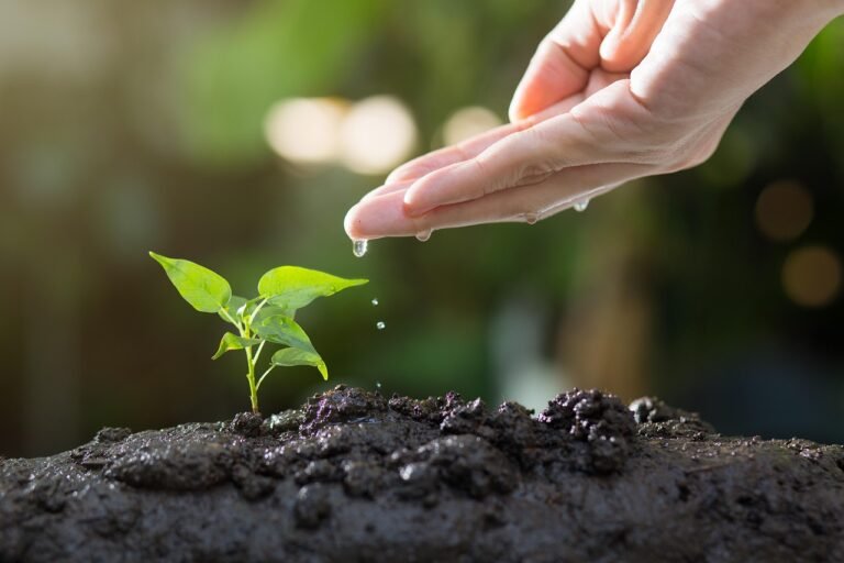 image of plant springing out of soil with hand watering it